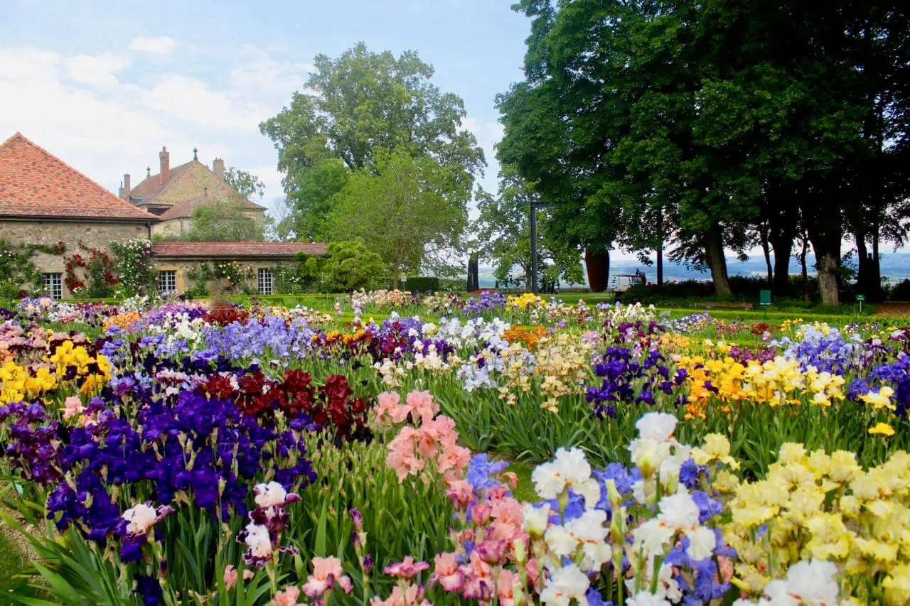 Château-de-Vullierens-gardens-with-lilies