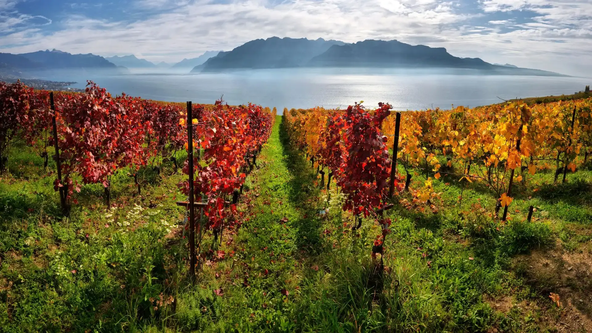 lavaux-vineyards-autumn