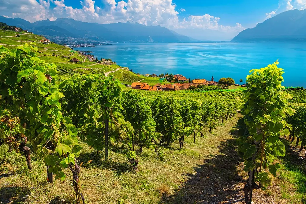 Lavaux Vineyards
