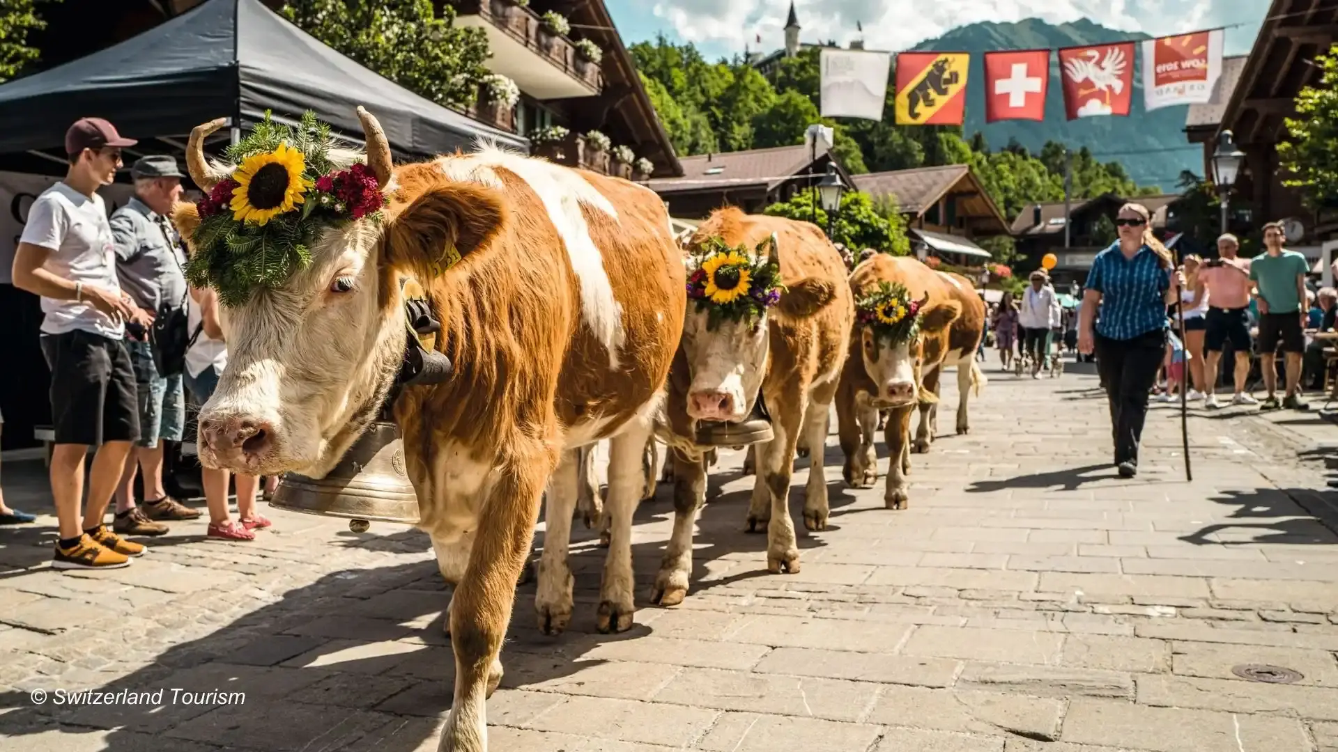 swiss-festival