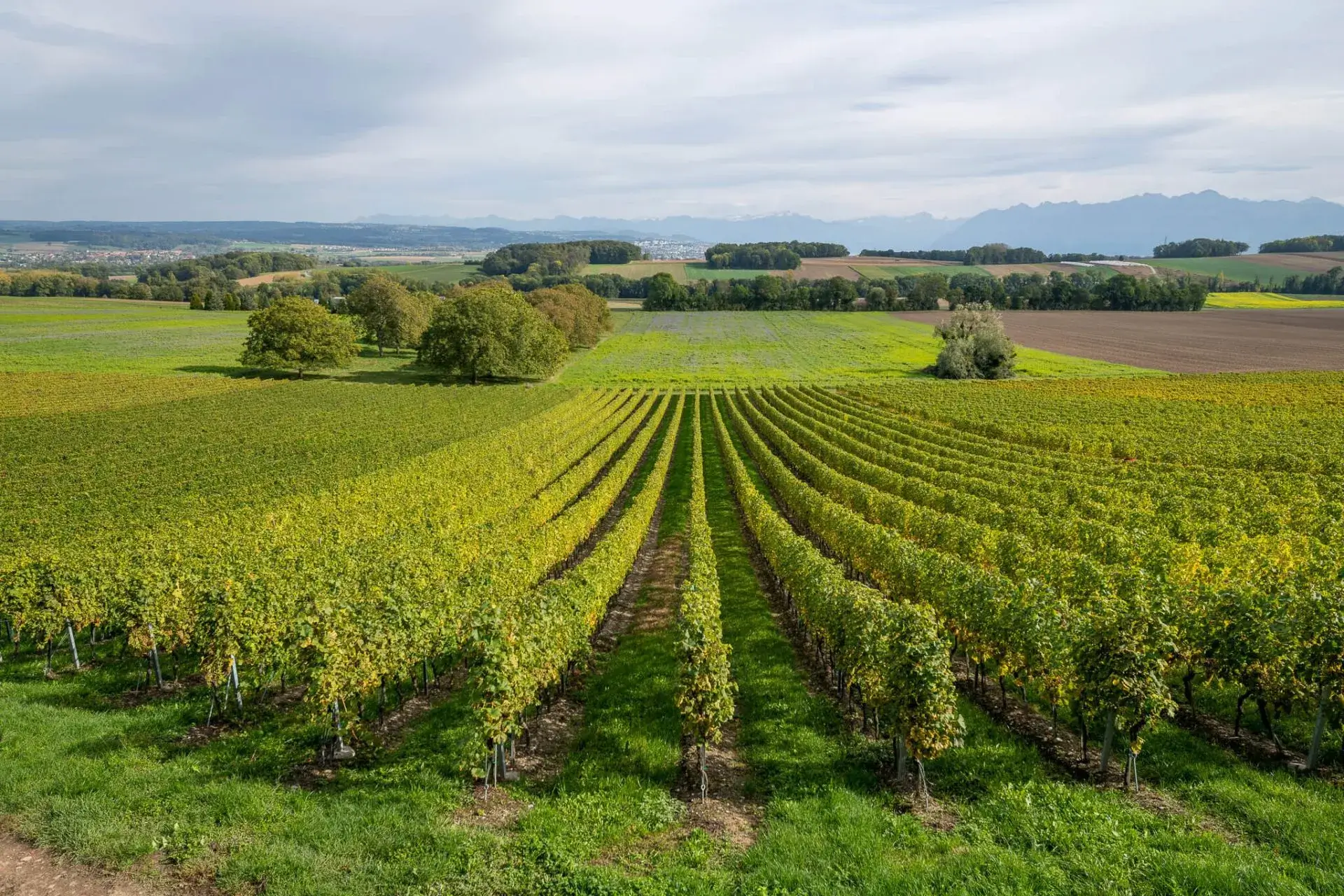 Château-de-Vullierens-vineyard