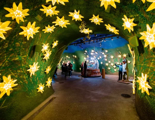 Alpine sensation edelweis Jungfraujoch top Europe