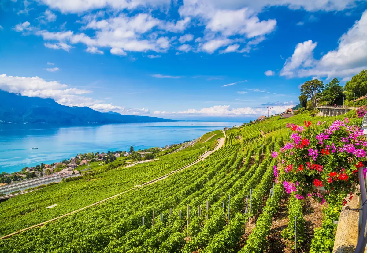 Vevey vineyards in Swiss