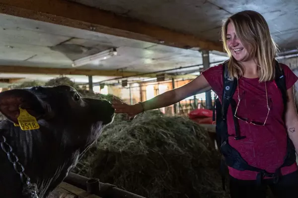 woman petting cow in barnyard
