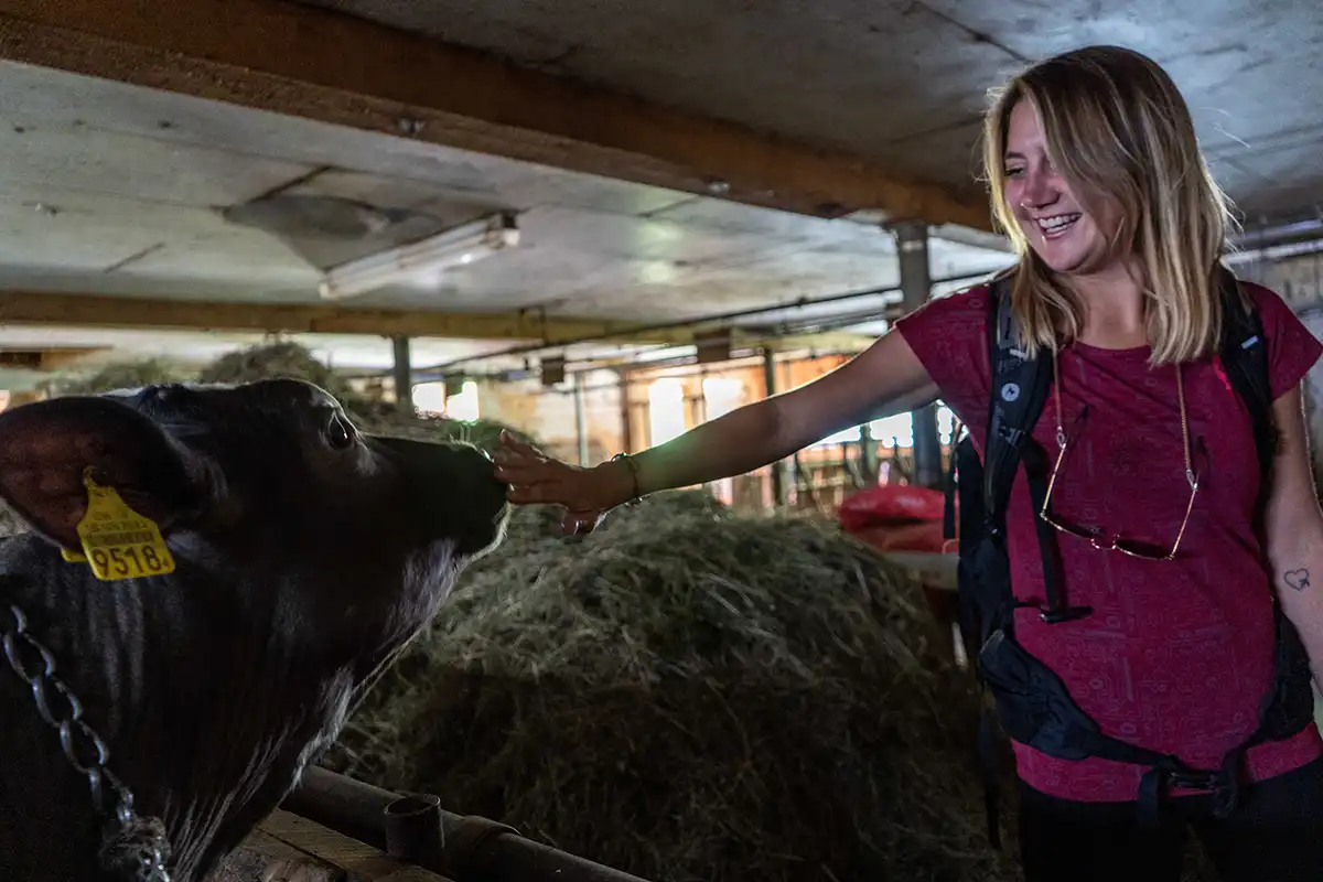 woman petting cow in barnyard
