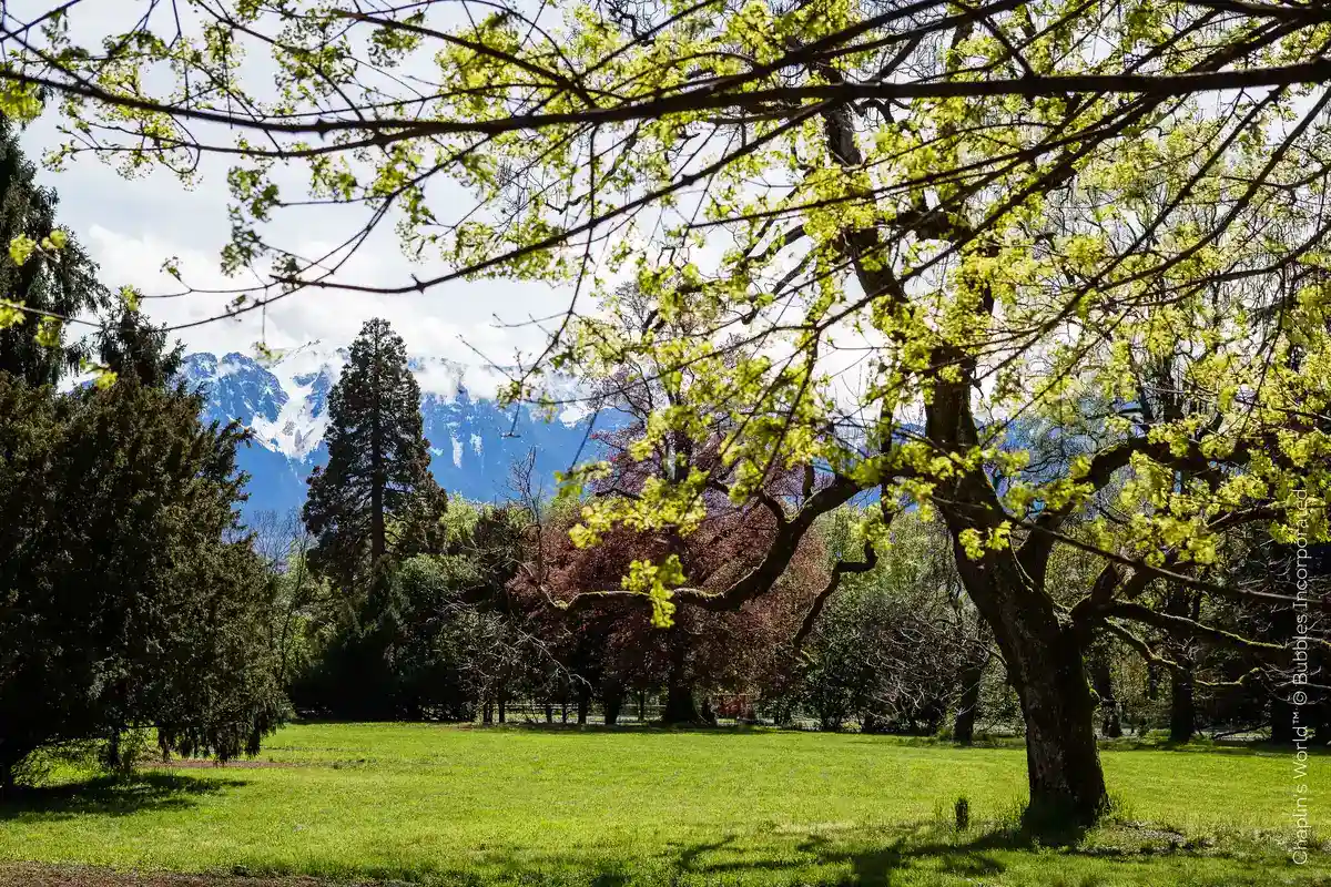 Chaplin s world a walk in the park