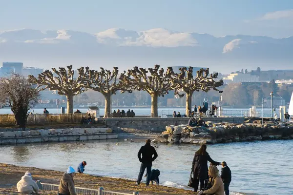 Our Favourite trees in Geneva