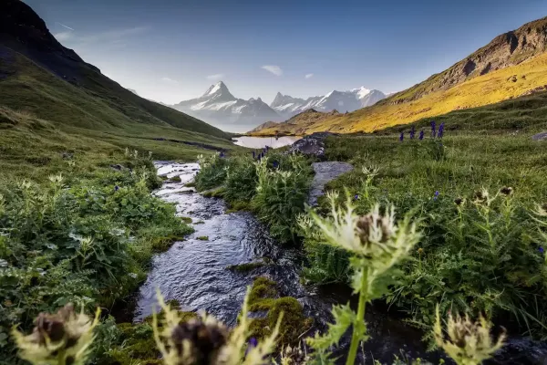 Bachalpsee sommer Schreckhorn bach
