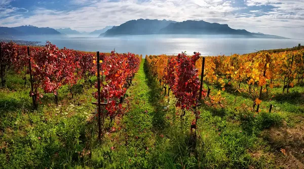 Vineyards of Lavaux, Switzerland