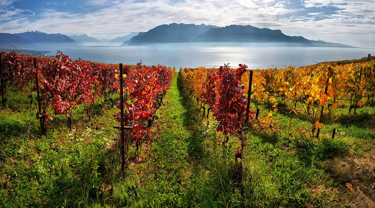 Vineyards of Lavaux, Switzerland